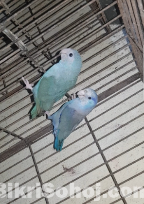 Forpus bird/ফরপাস পাখি Running pair